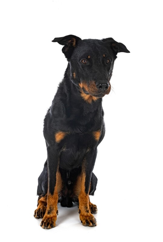 Compensation certificate for 1,400 kg of CO2 - Beauce Shepherd Dog