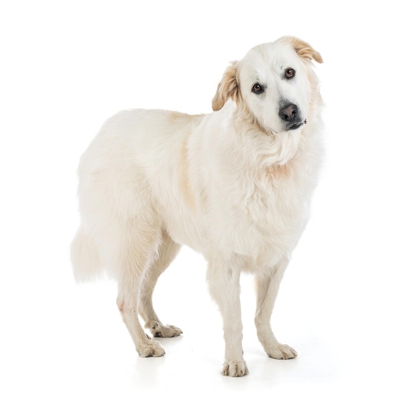 Compensation certificate for 1,600 kg of CO2 - Pyrenean Mountain Dog