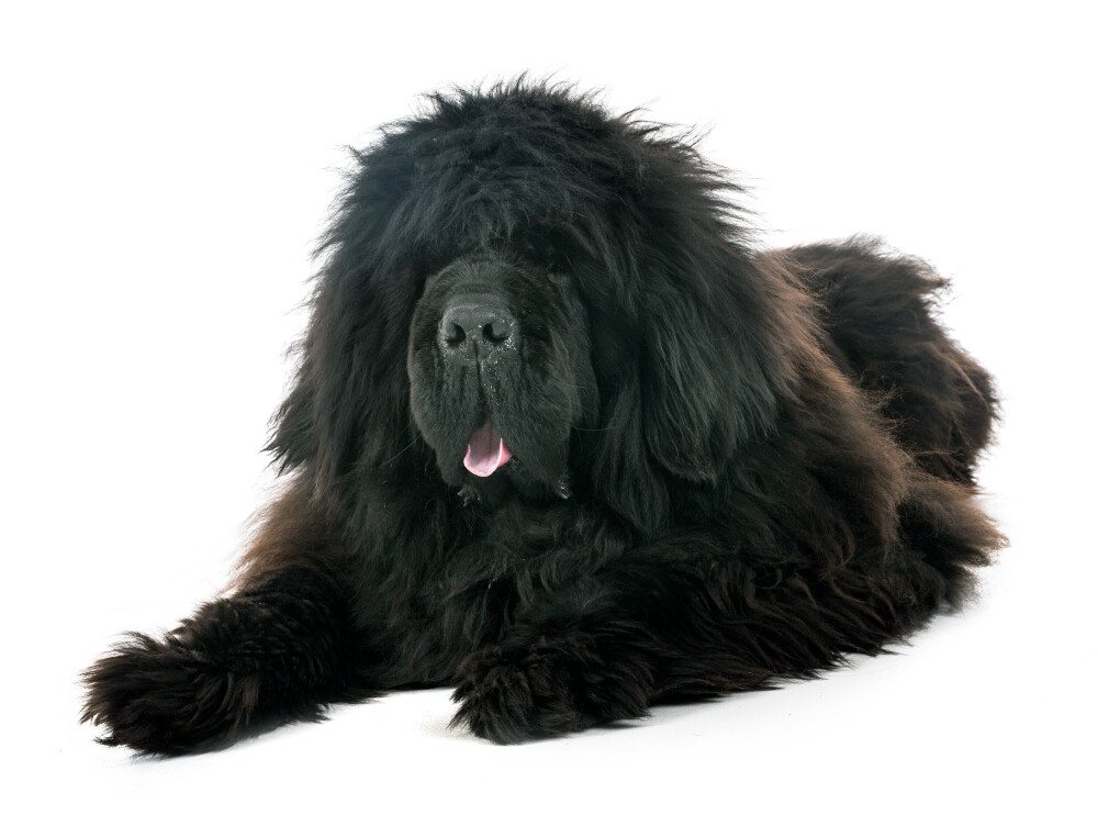 Compensation certificate for 2,100 kg of CO2 - Tibetan Mastiff