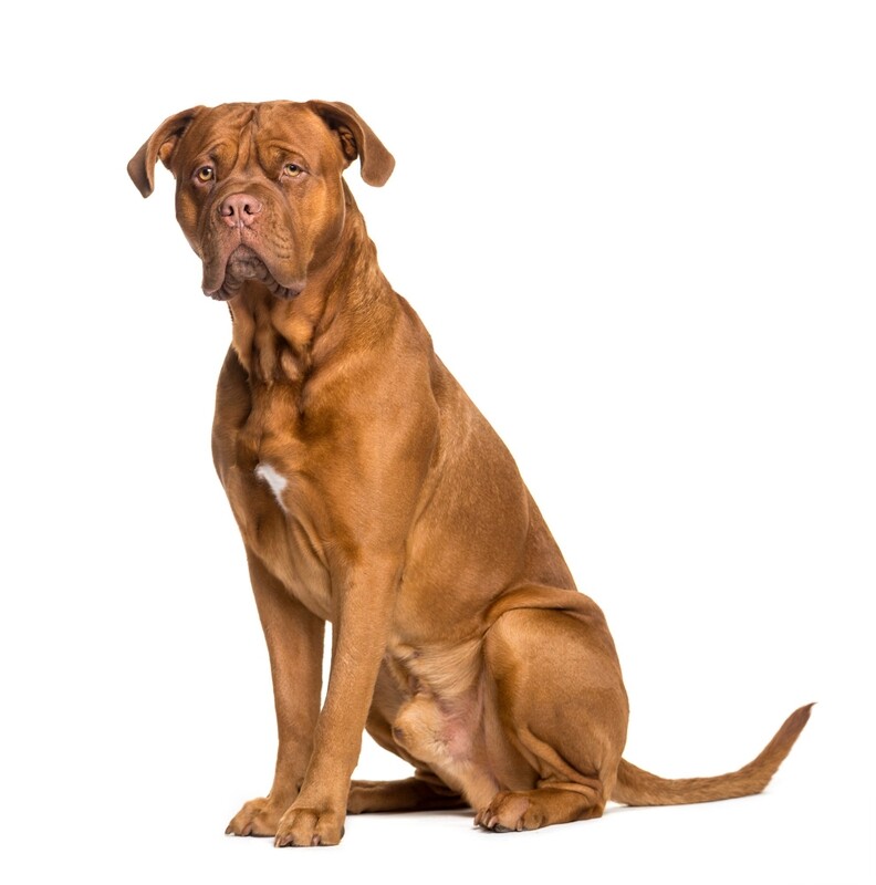 Compensation certificate for 2,100 kg of CO2 - Dogue de Bordeaux