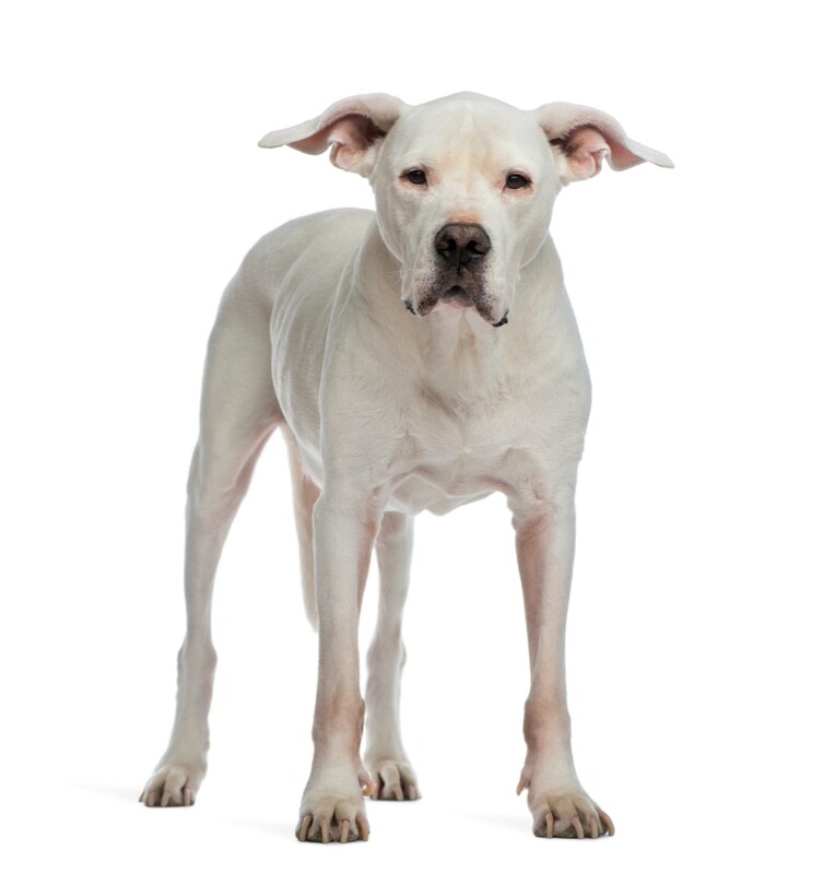 Compensation certificate for 1,500 kg of CO2 - Argentine Dogo