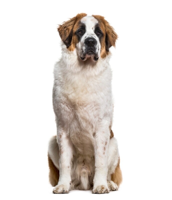 Compensation certificate for 2,400 kg of CO2 - Saint Bernard