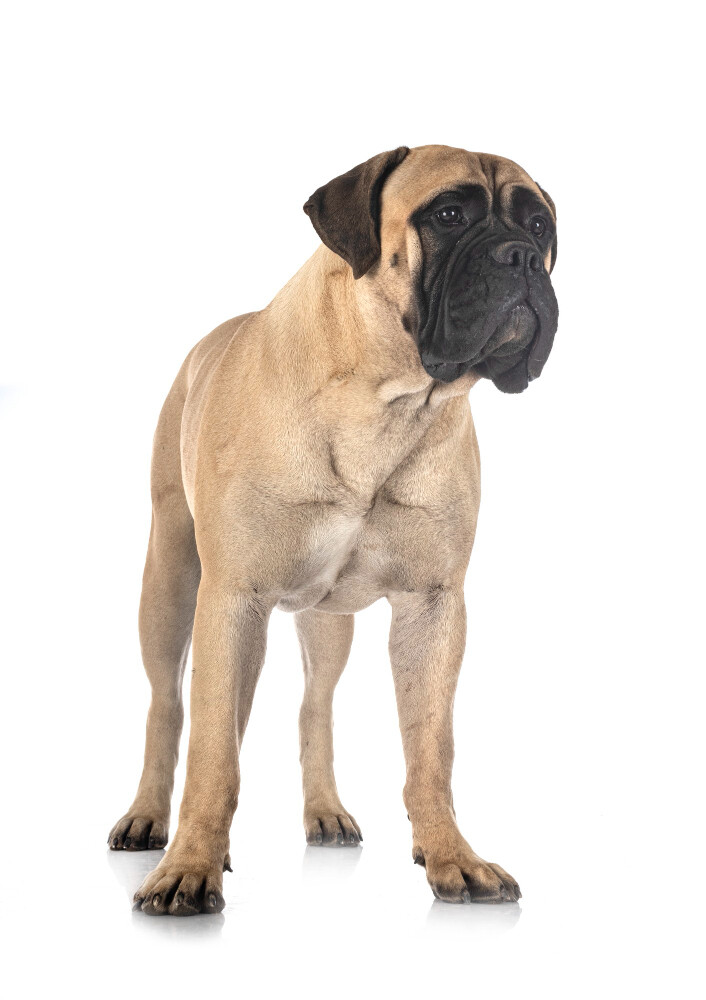 Compensation certificate for 1,900 kg of CO2 - Bullmastiff