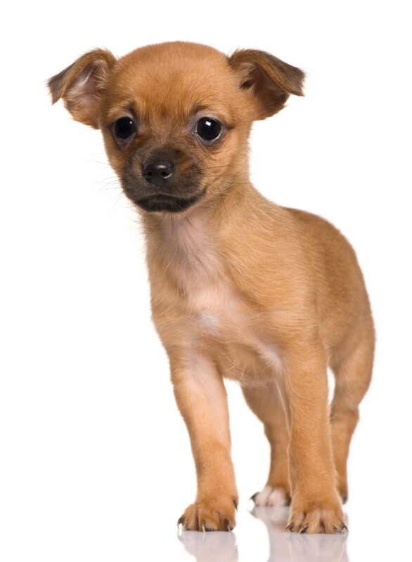Compensation certificate for 300 kg of CO2 - Small Size Dog