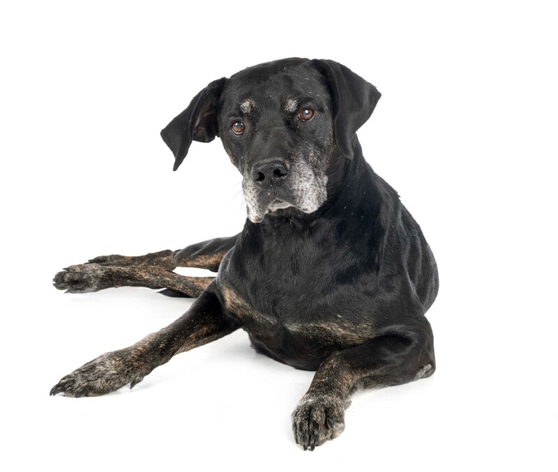 Compensation certificate for 1,000 kg of CO2 - Big Size Dog