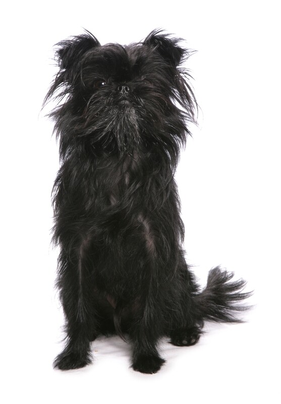 Compensation certificate for 200 kg of CO2 - Affenpinscher