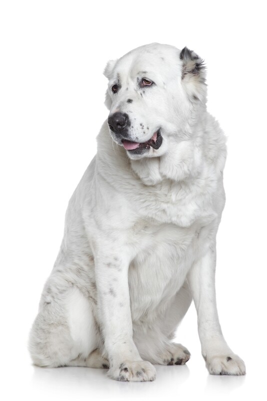 Compensation certificate for 2,100 kg of CO2 - Central Asian Shepherd Dog