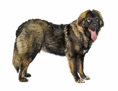 Compensation certificate for 2,700 kg of CO2 - Caucasian Shepherd Dog