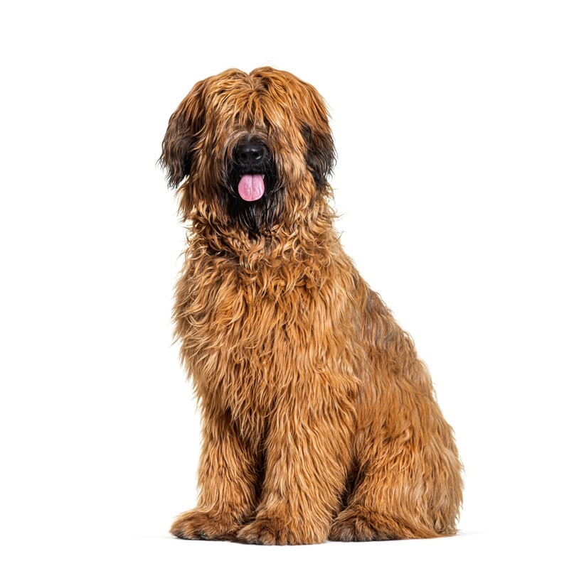 Compensation certificate for 1,200 kg of CO2 - Brie Shepherd Dog