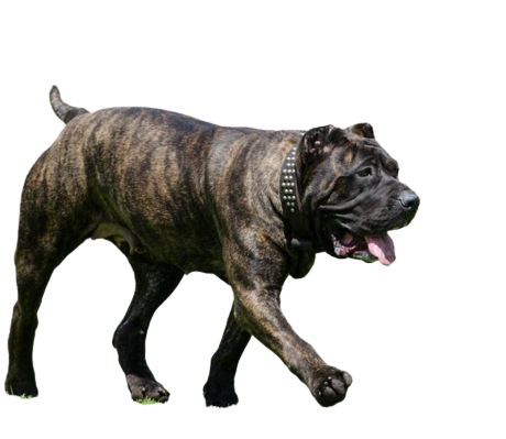 Compensation certificate for 1,900 kg of CO2 - Canary Dogo