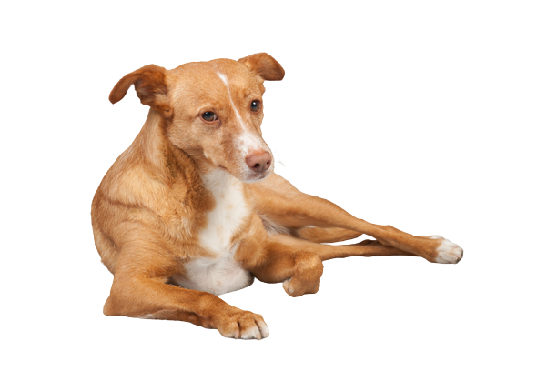 Compensation certificate for 800 kg of CO2 - Warren Hound Portuguese