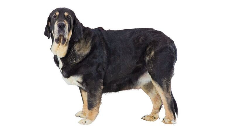 Compensation certificate for 2,700 kg of CO2 - Spanish Mastiff