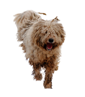 Compensation certificate for 1,800 kg of CO2 - Komondor