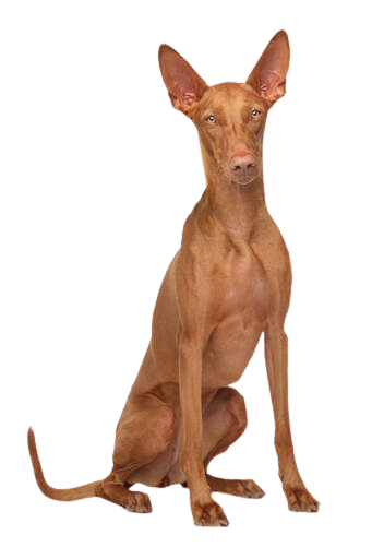 Compensation certificate for 800 kg of CO2 - Pharaoh Hound