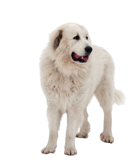 Compensation certificate for 2,600 kg of CO2 - Pyrenean Mastiff