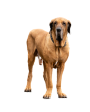 Compensation certificate for 2,500 kg of CO2 - Fila Brasileiro