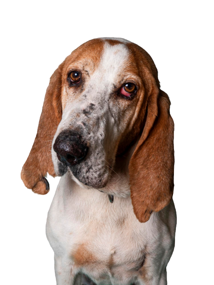 Compensation certificate for 1,000 kg of CO2 - Spanish Hound