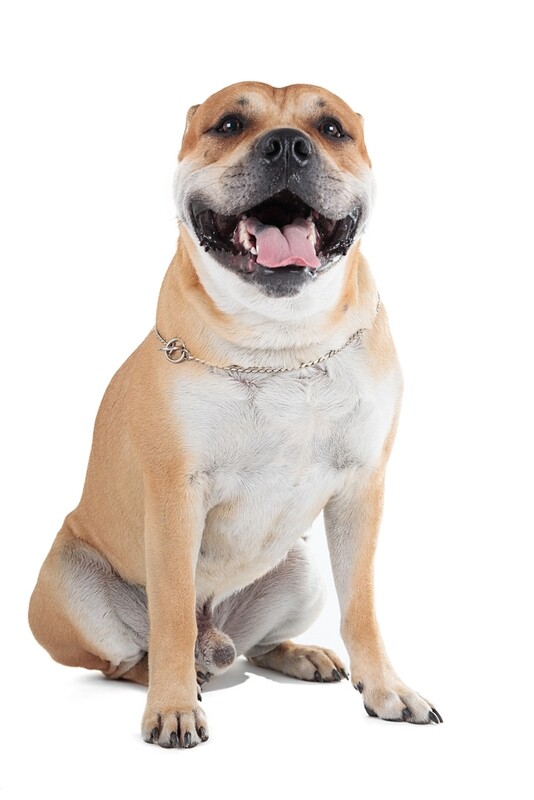Compensation certificate for 1,200 kg of CO2 - Majorcan Mastiff (Ca de Bou)