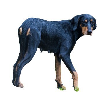 Compensation certificate for 1,200 kg of CO2 - Transylvanian Hound