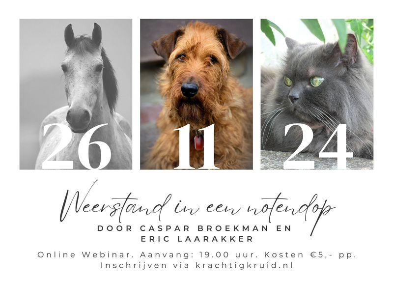 Webinar 26 november