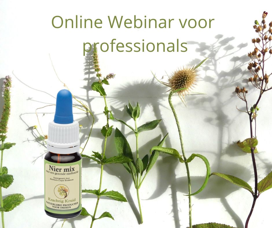 Online Webinar  voor professionals: Een korte kijk op Nieren
