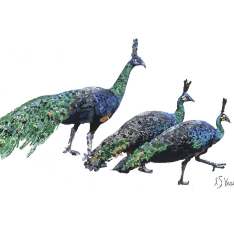 Collection Print Options