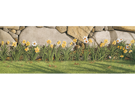 Studio Daffodils  (Unframed)