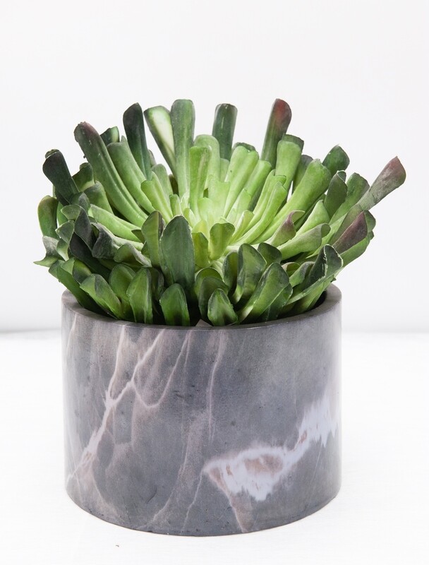 ECHEVERIA IN VASO RESINA