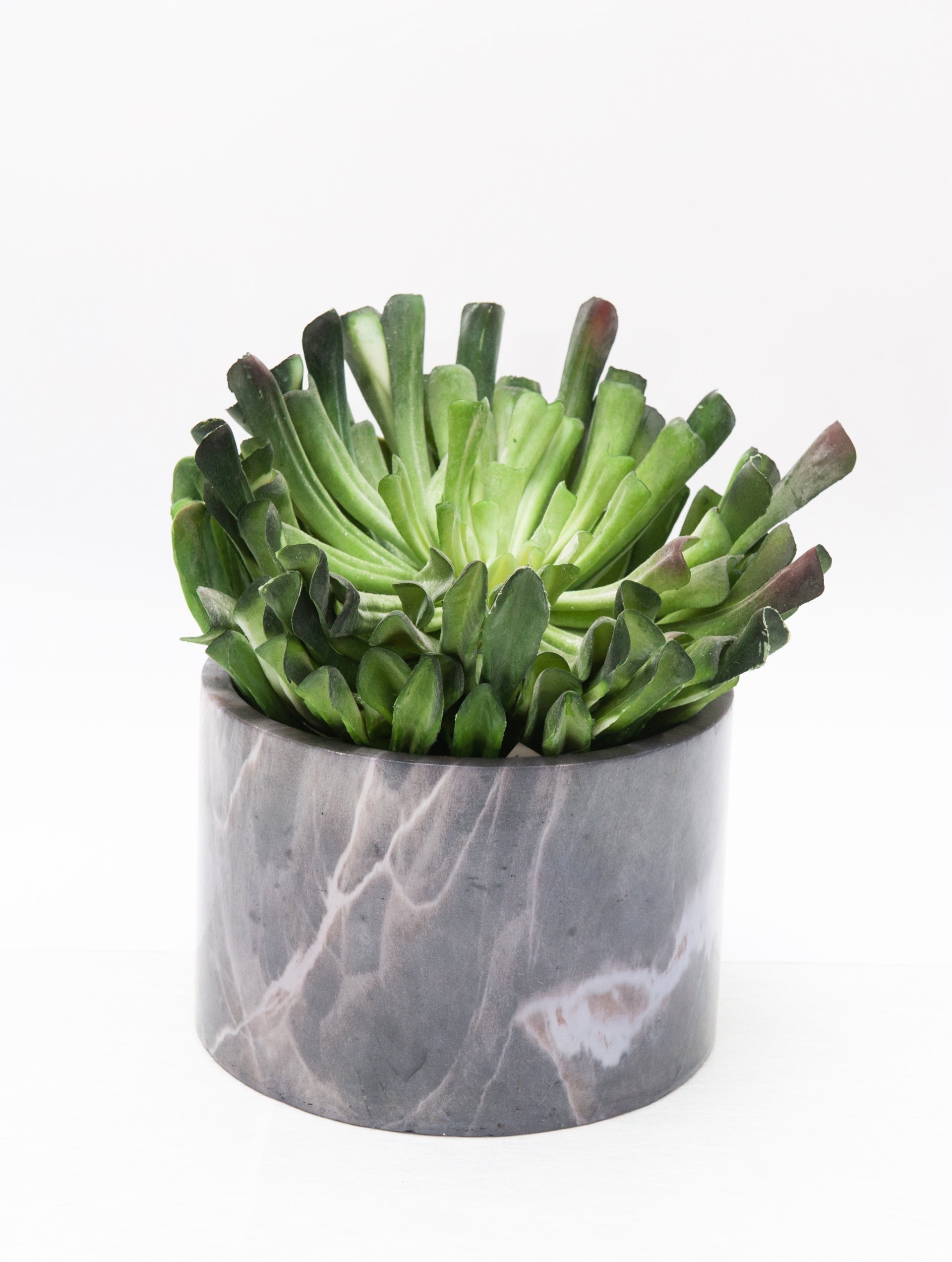 ECHEVERIA IN VASO RESINA