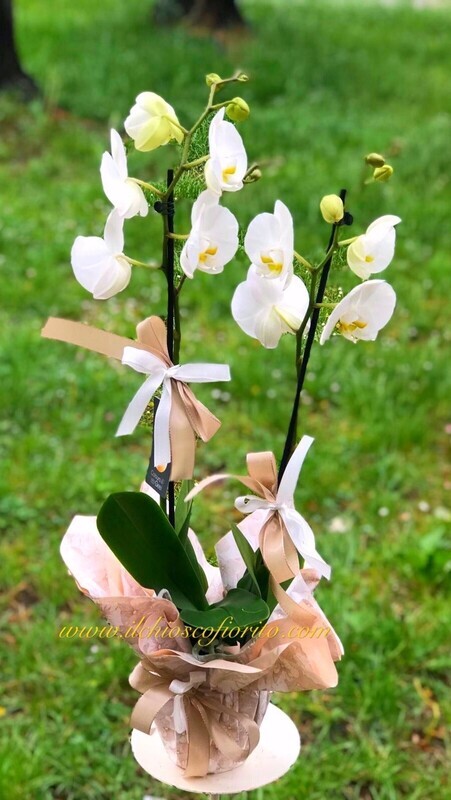 Phaleonopsis da 35,00€ a 140,00€
