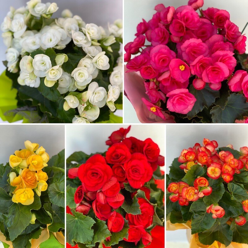 Begonia