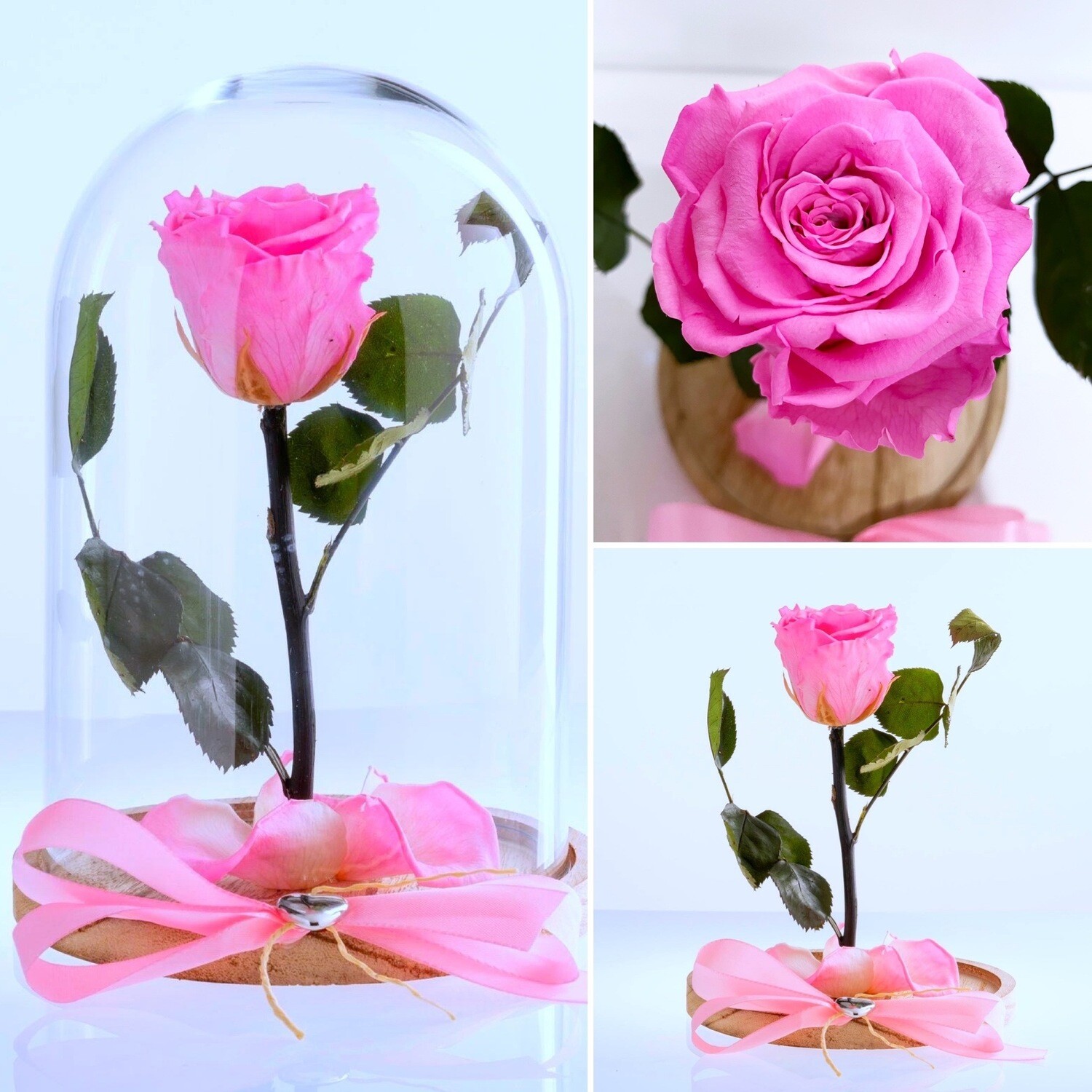 Rosa stabilizzata in teca di vetro in diversi colori