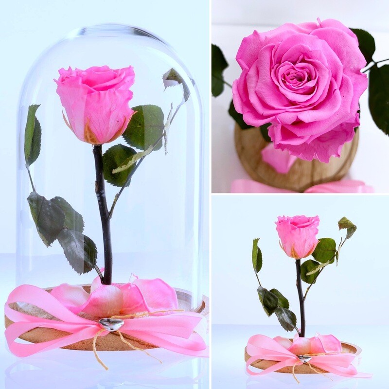 Rosa Incantata media de “La bella e la bestia”