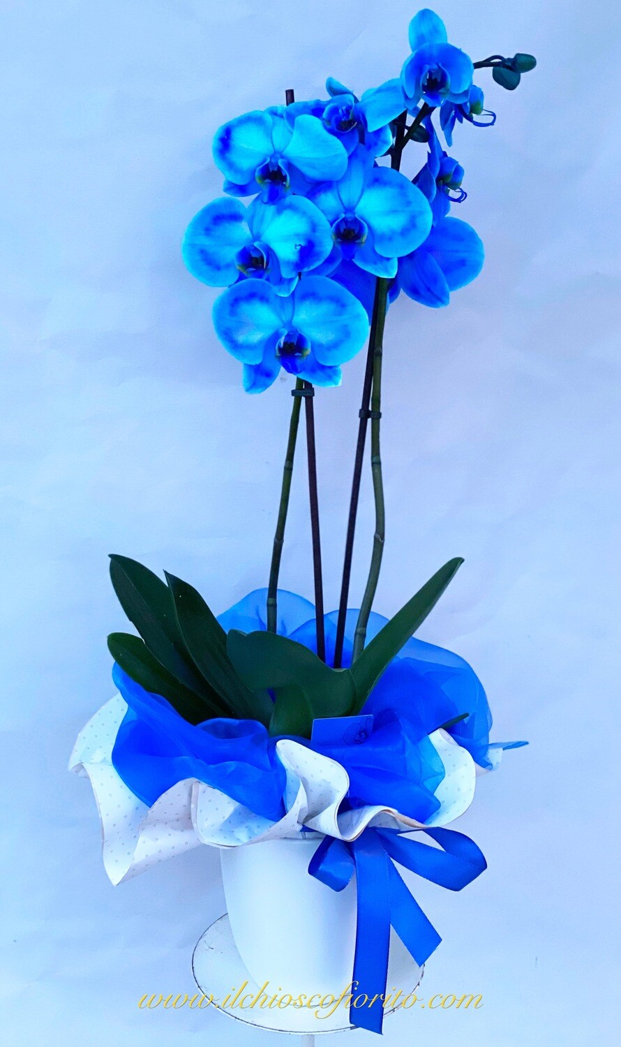 Phaleonopsis blu 50€