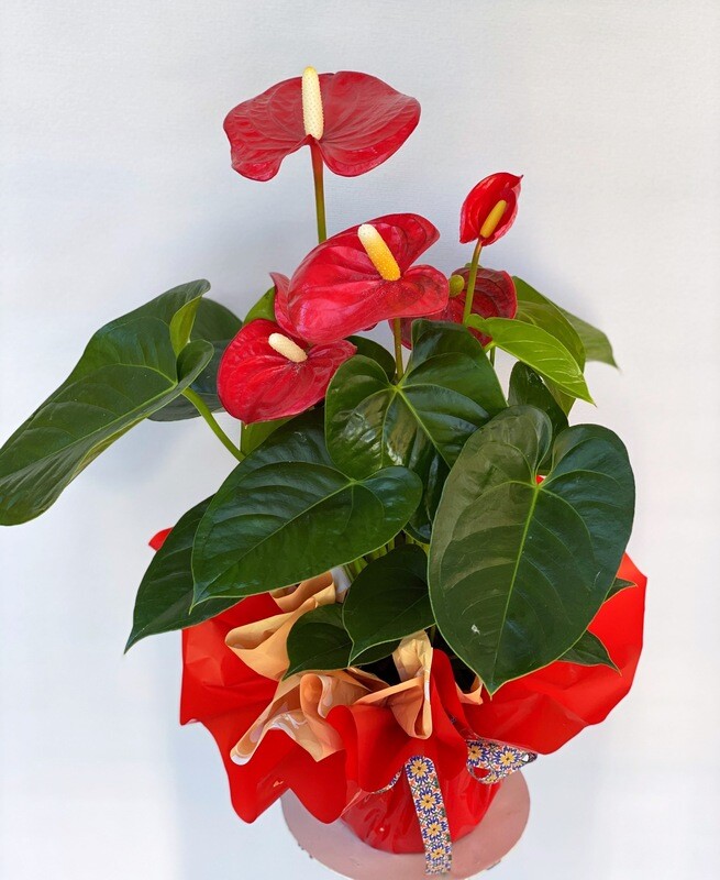 Anthurium da 28€ a 120€