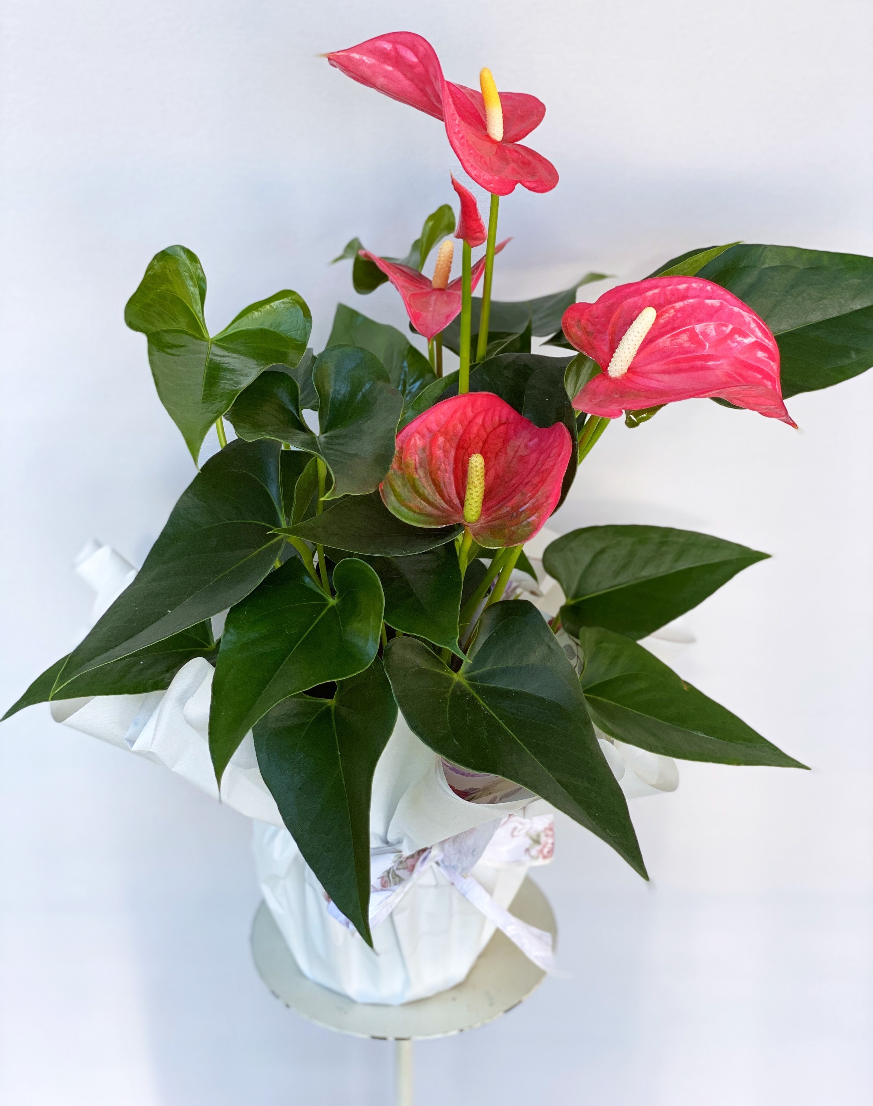 Anthurium da 28€ a 120€