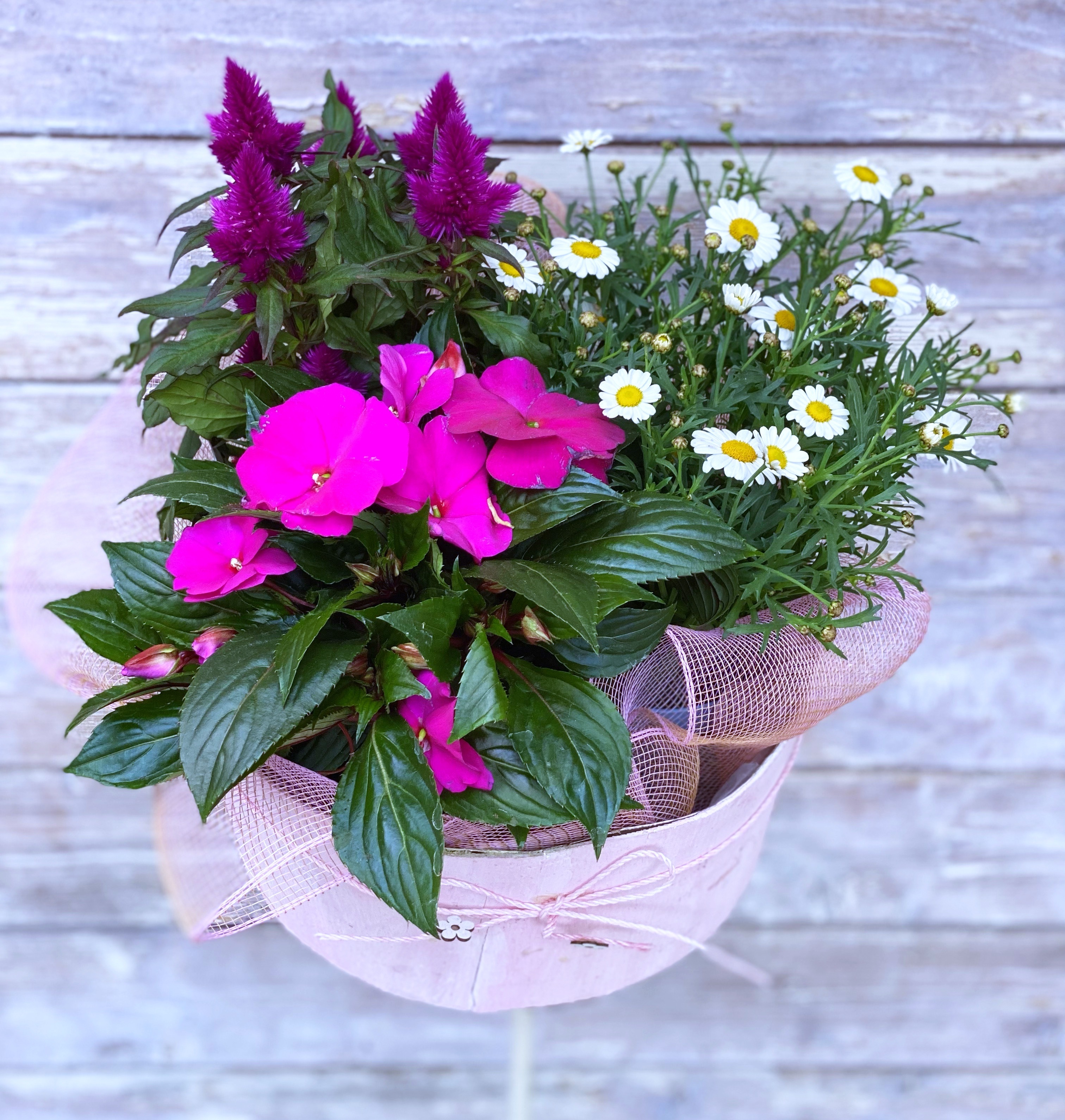 Piante mix da 35€ a 95€