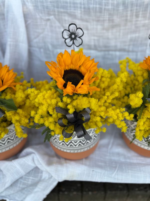 Girasole nel vasetto