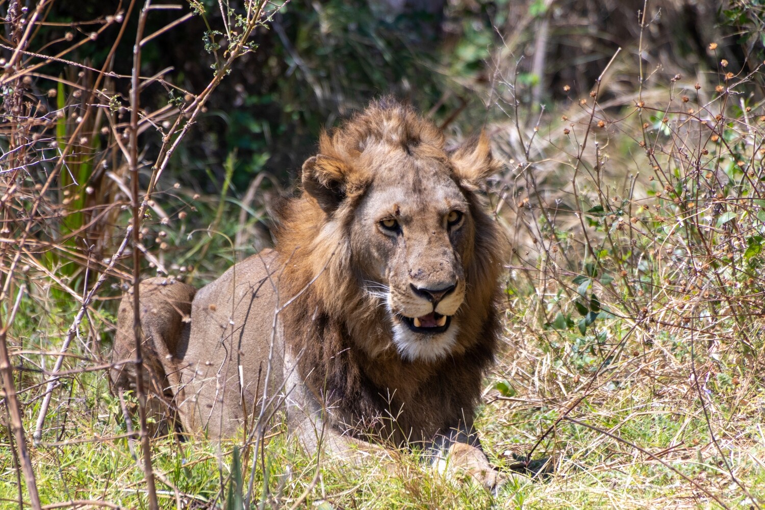 Male Lion Canvas Print and Lindt Chocolate Truffles