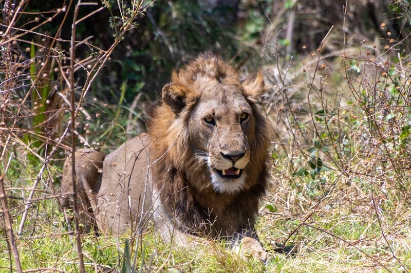 Male Lion Canvas Print and Lindt Chocolate Truffles