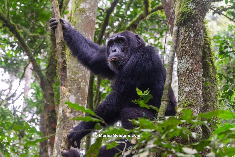 Chimpanzee Canvas Print and Lindt Chocolate Truffles