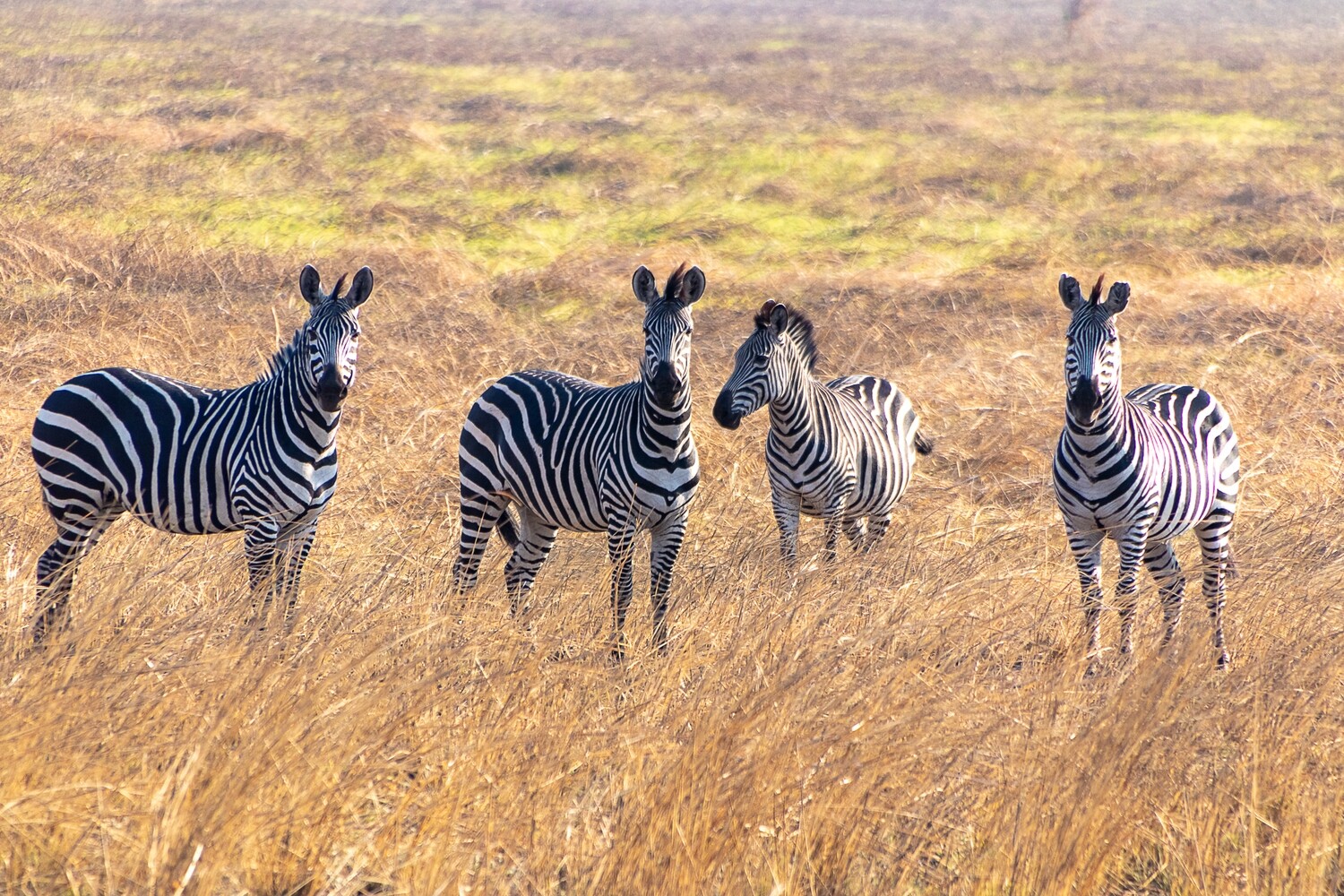 Four Zebras Canvas Print and Lindt Chocolate Truffles