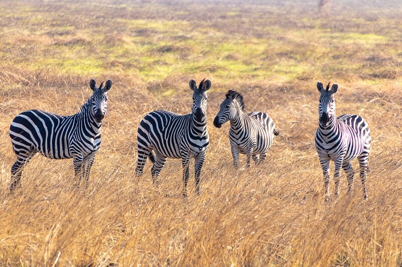 Four Zebras Canvas Print and Lindt Chocolate Truffles