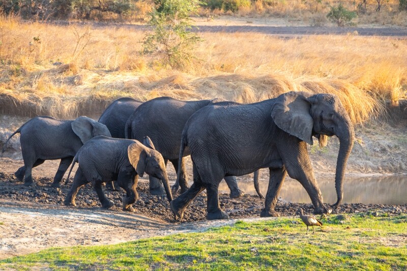 Elephant Herd Canvas Print and Lindt Chocolate Truffles