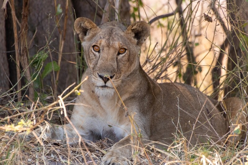 Lioness Canvas Print and Lindt Chocolate Truffles
