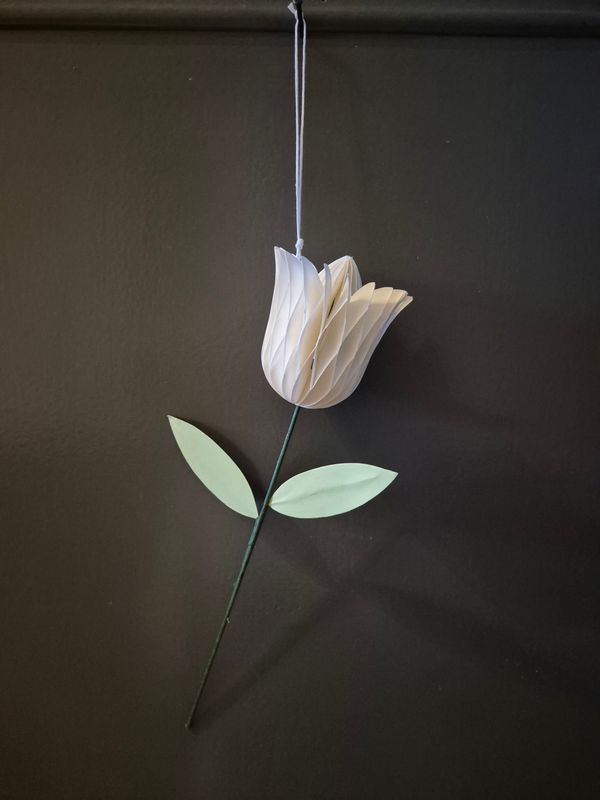 Hangende tulp