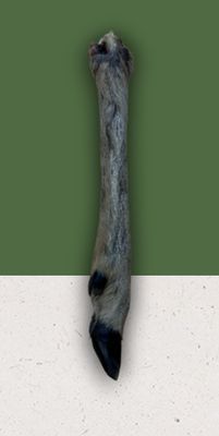 Anco Hairy Roe Deer Leg (1)