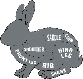 Rabbit