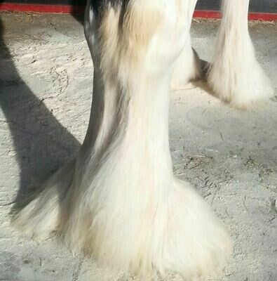 Matthew Burks Woodflour (25kg)