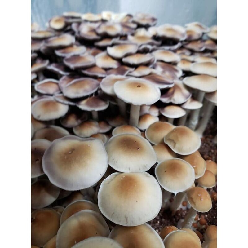 Golden Teacher